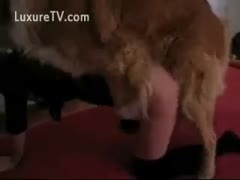 A slim girl is attacked from behind by a golden retriever who has his way with her.